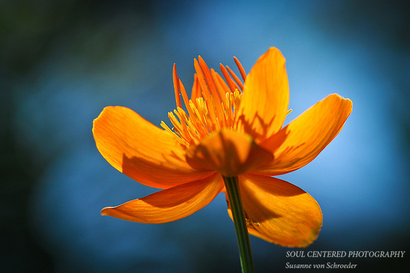 Trollius