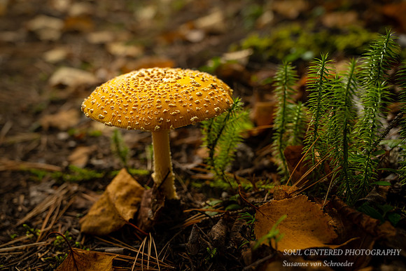 Fly Agaric mushroom 1