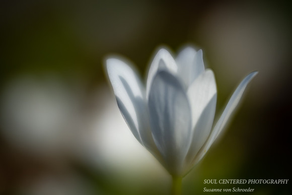 Bloodroot flower, Lensbaby