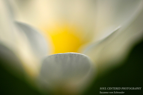 Bloodroot