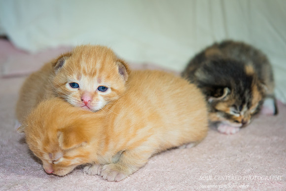All three kittens 2