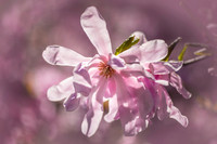 Magnolia flower, pink