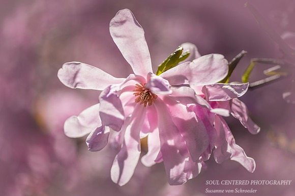 Magnolia flower, pink