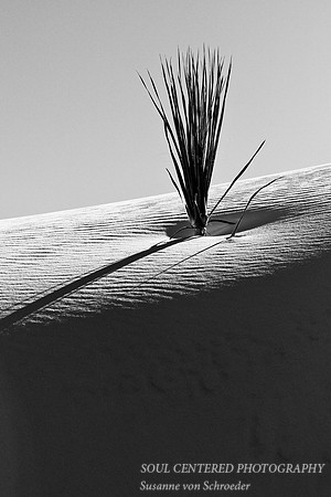 Yucca in White Sands, bw