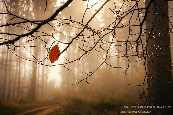 Fog in Forest, Germany 3