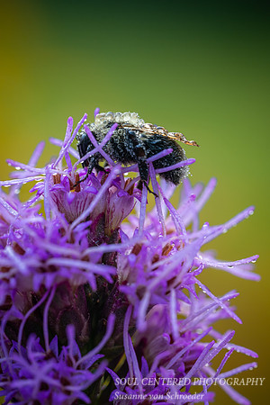 Sleepy bees covered with dew on a Liatris, July '25 2
