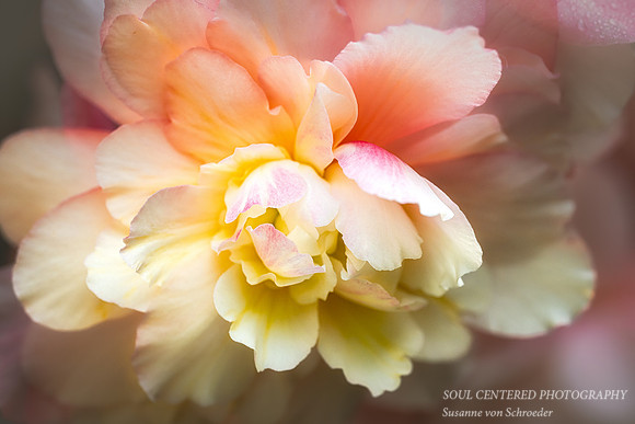 Yellow/pink Begonia flower 2