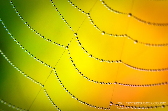 Spiderweb 6