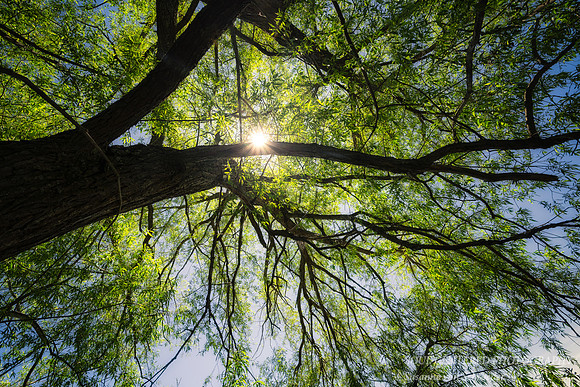 Underneath a Willow tree in Washburn, WI 1