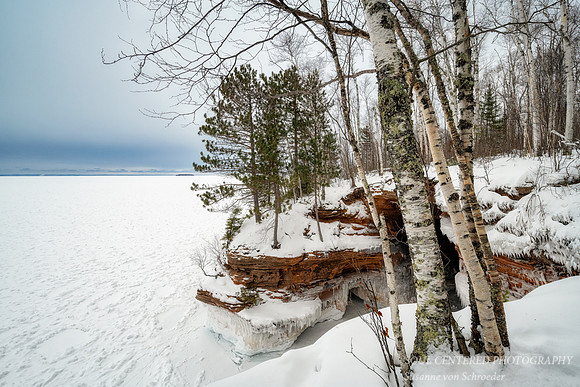 Group of Birch trees at the edge of frozen Lake Superior 1