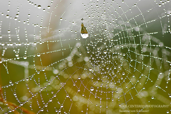 Spiderweb 1