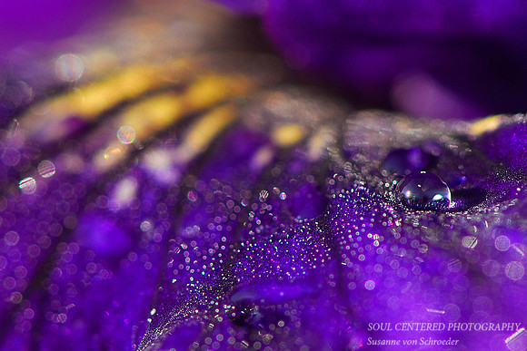 Iris w. drops_