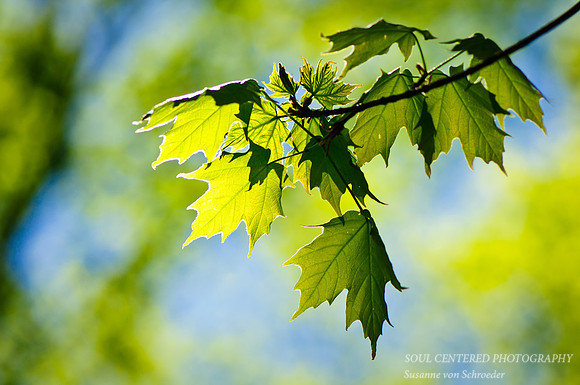 Spring green, blue sky 2