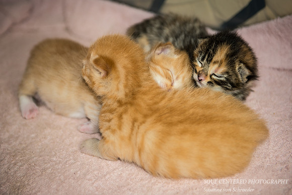All three kittens