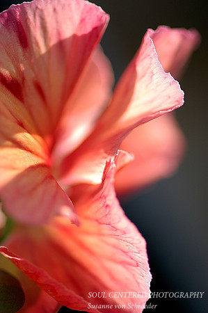 Pansy petals pink