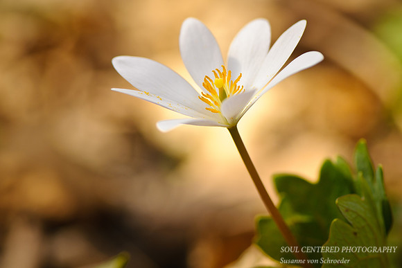 Bloodroot 2