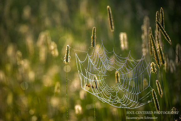 Spiderweb in morning light and dew 2
