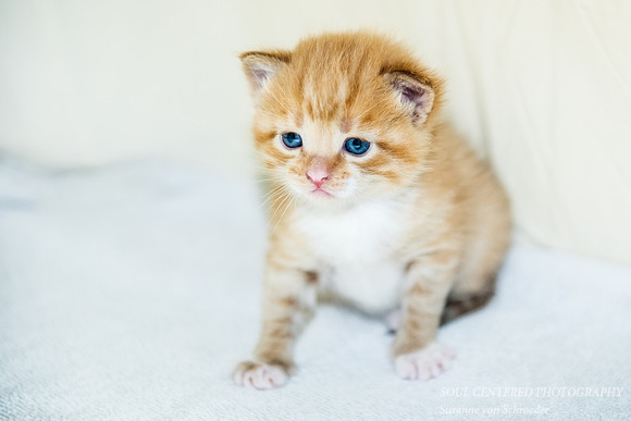 Kitten, Surya 4