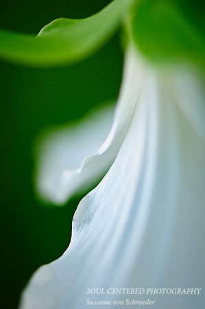 Trillium macro 2