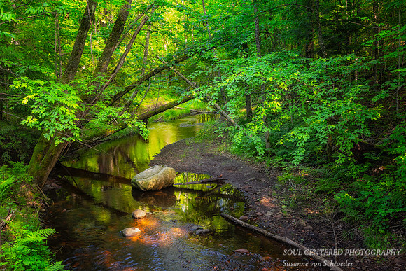 Morgan Creek, June '24