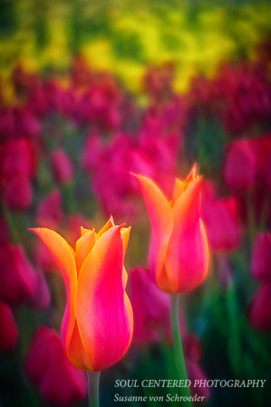 Tulips yell & pink, Lensbaby 1