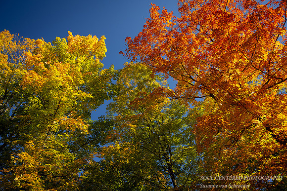 Red, orange, yellow, green autumn trees 2