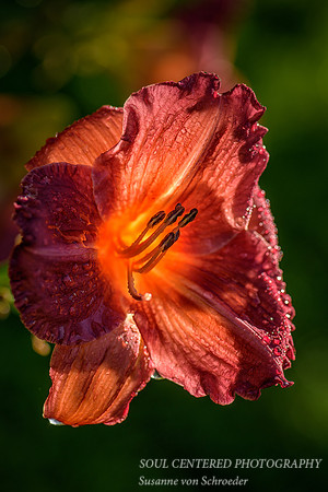 Daylily, orange