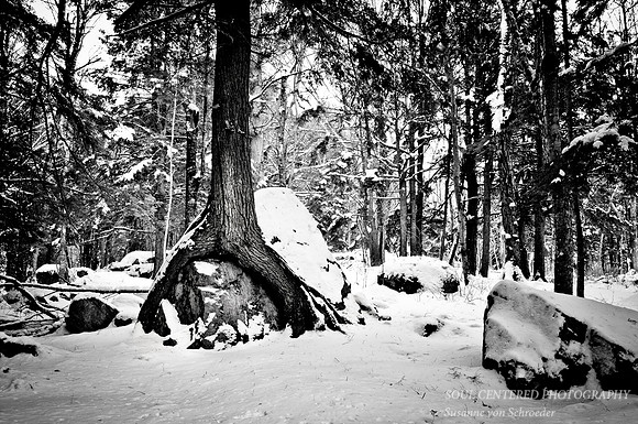 Tree & Rock