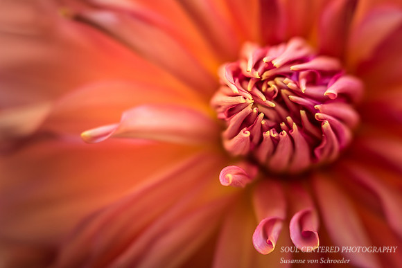Dahlia close-up