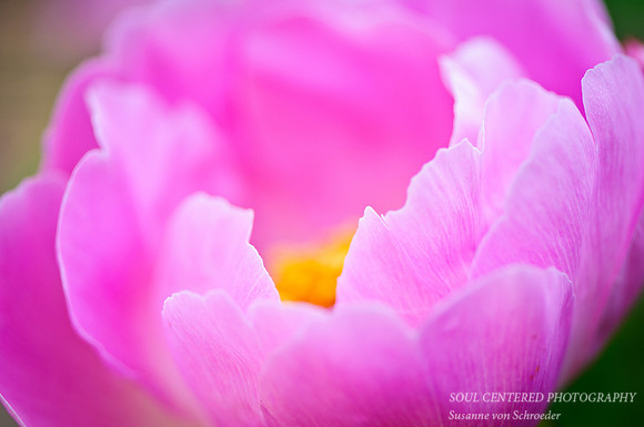 Pink Peony 1
