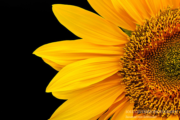 Sunflower, half