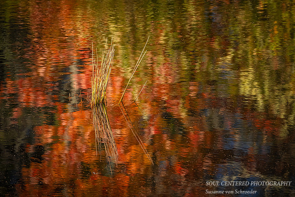 Colorful Reed reflections