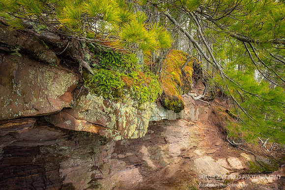 Ferns growing on rock underneath a Pine tree