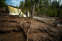 Cedar tree with roots at Gooseberry Falls, May '22