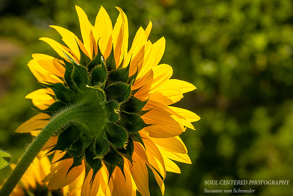 Sunflower, back side