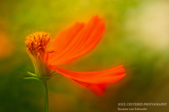 Cosmos, orange peatals