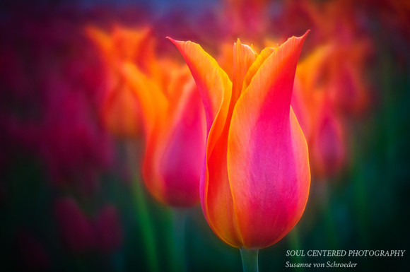 Tulips yell & pink, Lensbaby 2