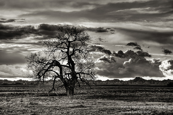 Tree in Badlands, bw