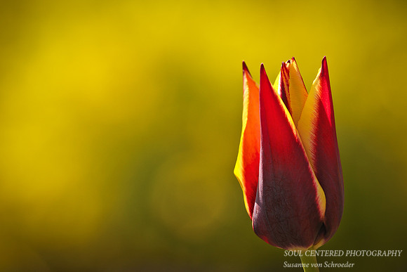 Tulip, red & yell. 1