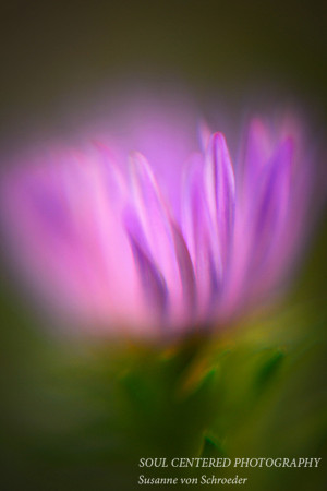 Aster lavender LB1
