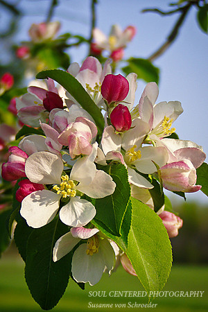 Apple blossom, white