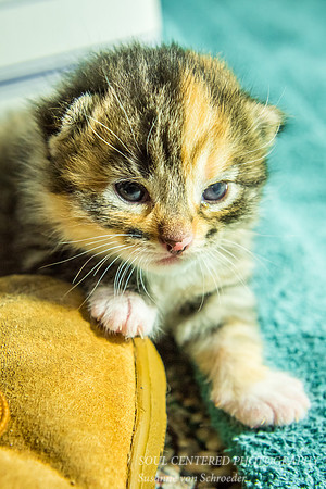 Kitten, Indigo 3