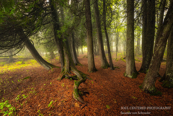 Cedar trees in fog, June '24 1