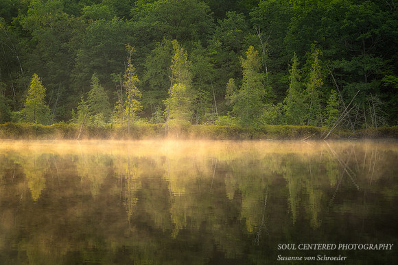 Tamarack bog in early morning fog
