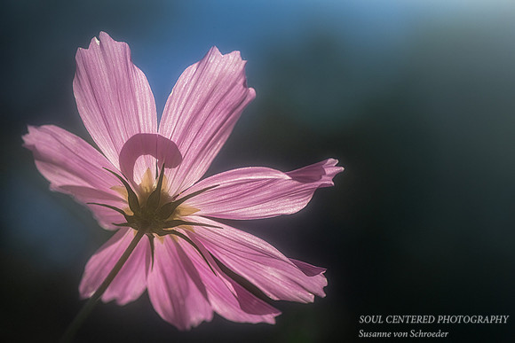 Cosmos, soft pink