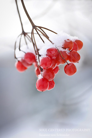 Highbush cranberry