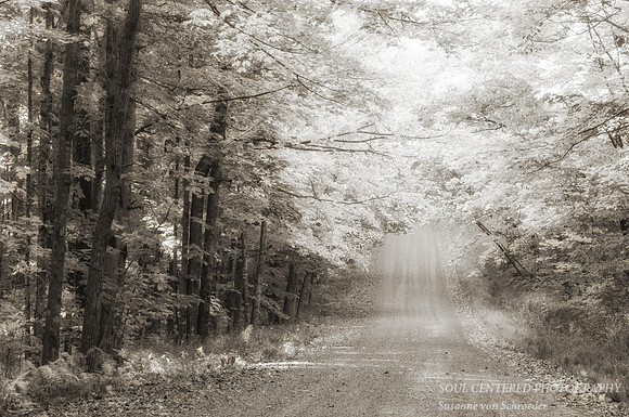 Road in Blue Hills, bw