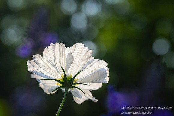 White Cosmos, back side