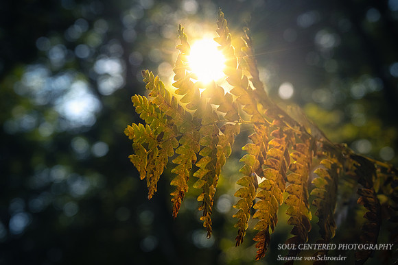 Autumn fern with sunlight