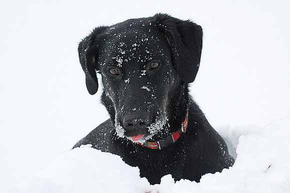 Tippy in snow
